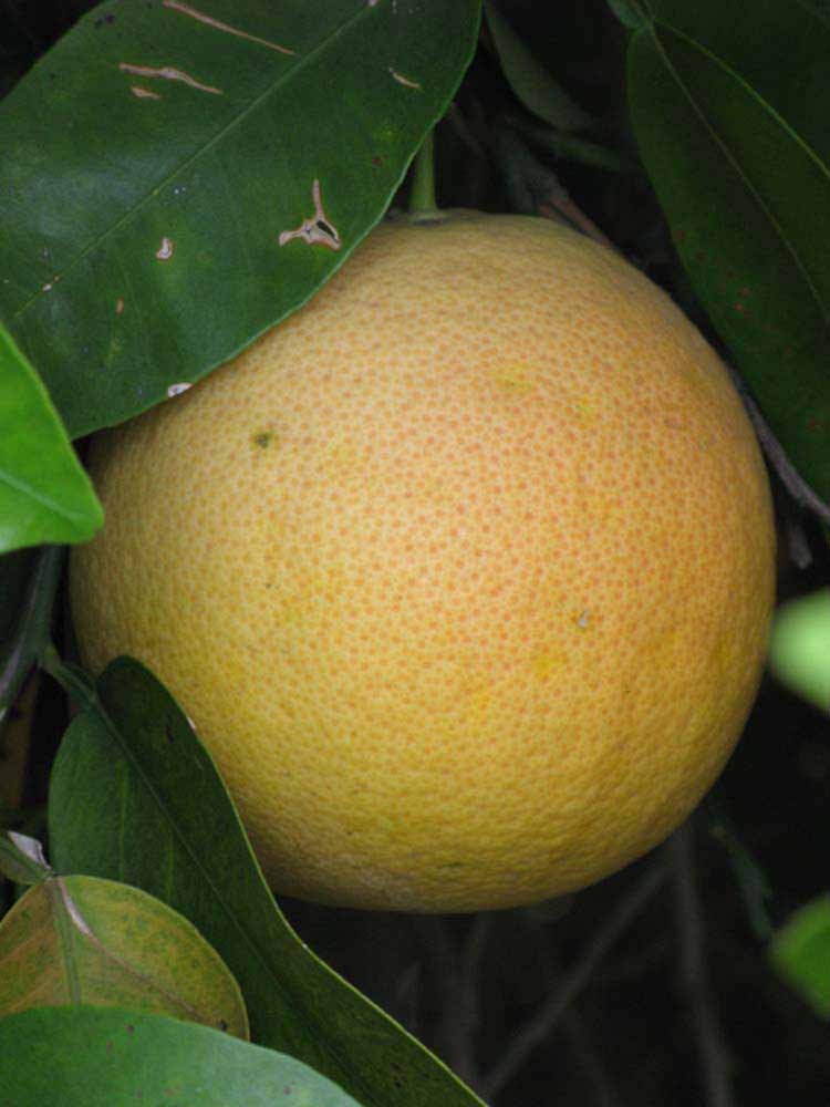            Fruit (Riverside, CA)   